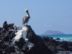 Santa Cruz Is. Playa las Bachas. Brown pelican (Pelecanus occidentalis urinator)