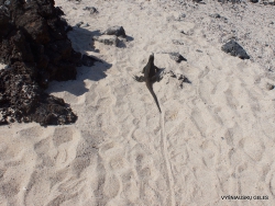 Santa Cruz Is. Playa las Bachas. Galápagos marine iguana (Amblyrhynchus cristatus hassi) (2)