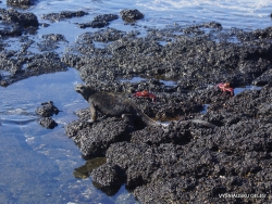 Santa Cruz Is. Playa las Bachas. Galápagos marine iguana (Amblyrhynchus cristatus hassi) (5)