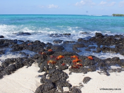 Santa Cruz Is. Playa las Bachas. Red rock crab (Grapsus grapsus) (4)
