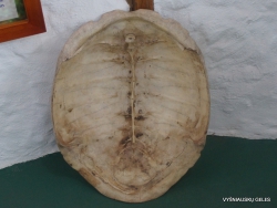 Santa Cruz Isl. The Charles Darwin Research Station. Armor of Galápagos giant tortoise (Chelonoidis sp.)