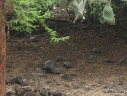 Santa Cruz Isl. The Charles Darwin Research Station. Babys of Galápagos giant tortoise (Chelonoidis sp.)