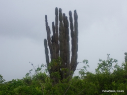 Santa Cruz Isl. The Charles Darwin Research Station. Candelabra cactus (Jasminocereus thouarsii) (3)