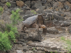 Santa Cruz Isl. The Charles Darwin Research Station. Floreana Island Galápagos tortoise (Chelonoidis nigra) (3)