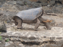 Santa Cruz Isl. The Charles Darwin Research Station. Floreana Island Galápagos tortoise (Chelonoidis nigra) (4)