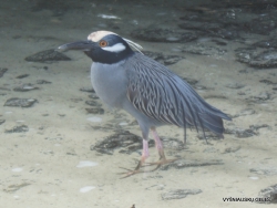 Genovesa Isl. Darwin Bay. Lava heron (Butorides sundevalli) (5)