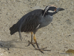Genovesa Isl. Darwin Bay. Lava heron (Butorides sundevalli)