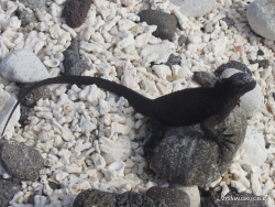 Genovesa Isl. Darwin Bay. Galapagų jūrinė iguana (Amblyrhynchus cristatus trillmicghi)