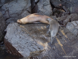 Genovesa Isl. El Barranco. Galápagos sea lion (Zalophus wollebaeki)