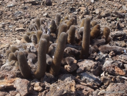 Genovesa Isl. El Barranco. Lava cactus (Brachycereus nesioticus) (2)