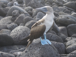 Lobos Isl. Blue-footed booby (Sula nebouxii excisa)