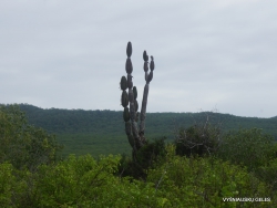 Lobos Isl. Candelabra cactus (Jasminocereus thouarsii)