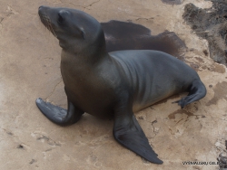 Lobos Isl. Galápagos sea lion (Zalophus wollebaeki) (2)