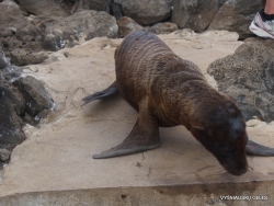 Lobos Isl. Galápagos sea lion (Zalophus wollebaeki) (3)