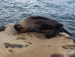 Lobos Isl. Galápagos sea lion (Zalophus wollebaeki)