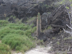 San Cristobal Isl. Cerro Brujo. Galapaginis kubilenis (Jasminocereus thouarsii) (2)