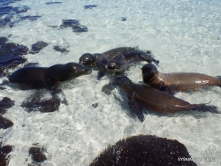 Santa Fe Isl. Galapaginis jūrų liūtas (Zalophus wollebaeki)