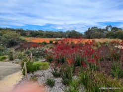 Cranbourne. Arid Botanic Garden. Anigozanthos 'Big Red' (3)