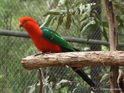 Healesville Sanctuary. Australian king parrot (Alisterus scapularis) (2)