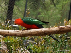 Healesville Sanctuary. Australian king parrot (Alisterus scapularis) (3)
