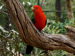 Healesville Sanctuary. Australian king parrot (Alisterus scapularis)