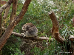 Healesville Sanctuary. Koala (Phascolarctos cinereus) (3)