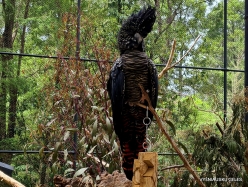 Healesville Sanctuary. Red-tailed black cockatoo (Calyptorhynchus banksii) (3)