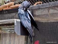 Healesville Sanctuary. Red-tailed black cockatoo (Calyptorhynchus banksii) (4)