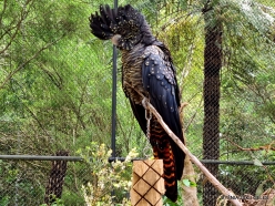 Healesville Sanctuary. Red-tailed black cockatoo (Calyptorhynchus banksii)