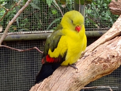 Healesville Sanctuary. Regent parrot (Polytelis anthopeplus) (2)