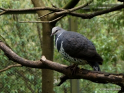 Healesville Sanctuary. Wonga pigeon (Leucosarcia melanoleuca)