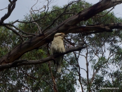 z Cranbourne. Arid Botanic Garden. Laughing kookaburra (Dacelo novaeguineae)