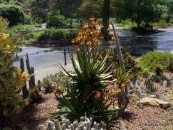 Adelaide Botanic Garden (15)
