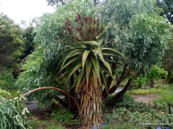 Adelaide Botanic Garden. Aloe ferox