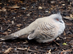 Adelaide Botanic Garden. Crested pigeon (Ocyphaps lophotes)