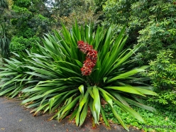 Adelaide Botanic Garden. Doryanthes palmeri (2)