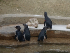 Adelaide Zoo. Australian little penguins (Eudyptula novaehollandiae) (2)