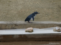 Adelaide Zoo. Australian little penguins (Eudyptula novaehollandiae) (3)
