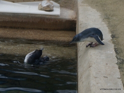 Adelaide Zoo. Australian little penguins (Eudyptula novaehollandiae) (4)