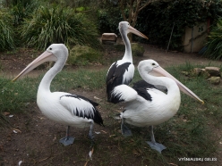 Adelaide Zoo. Australian pelican (Pelecanus conspicillatus) (2)