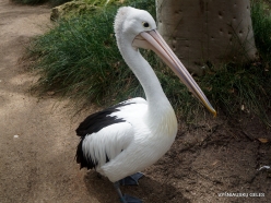 Adelaide Zoo. Australian pelican (Pelecanus conspicillatus)
