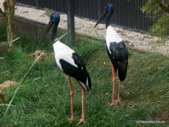 Adelaide Zoo. Black-necked stork (Ephippiorhynchus asiaticus)