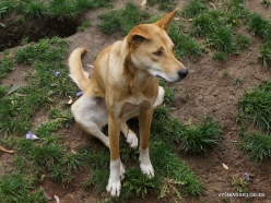 Adelaide Zoo. Dingo (Canis familiaris dingo) (2)