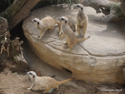 Adelaide Zoo. Meerkat (Suricata suricatta)