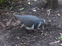 Adelaide Zoo. Wonga pigeon (Leucosarcia melanoleuca)