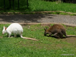 Gorge Wildlife Park. Albino Swamp wallaby (Wallabia bicolor) (3)