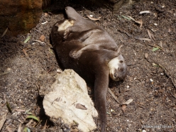 Gorge Wildlife Park. Asian small-clawed otter (Aonyx cinereus)