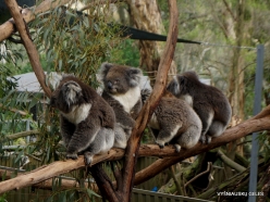 Gorge Wildlife Park. Koala (Phascolarctos cinereus) (2)