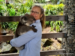 Gorge Wildlife Park. Koala (Phascolarctos cinereus) (4)