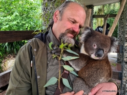 Gorge Wildlife Park. Koala (Phascolarctos cinereus) (8)